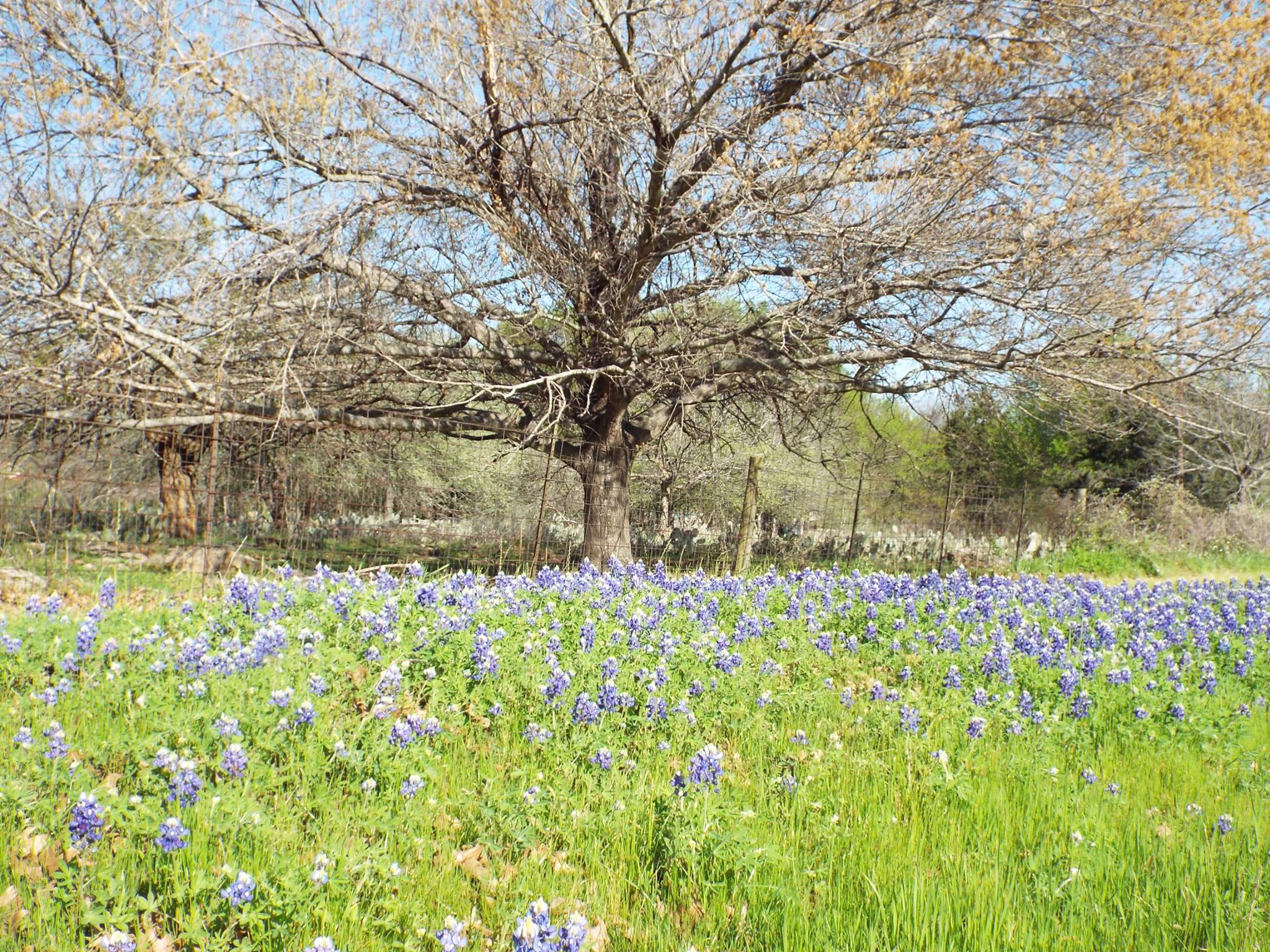 Texas Bluebonnets